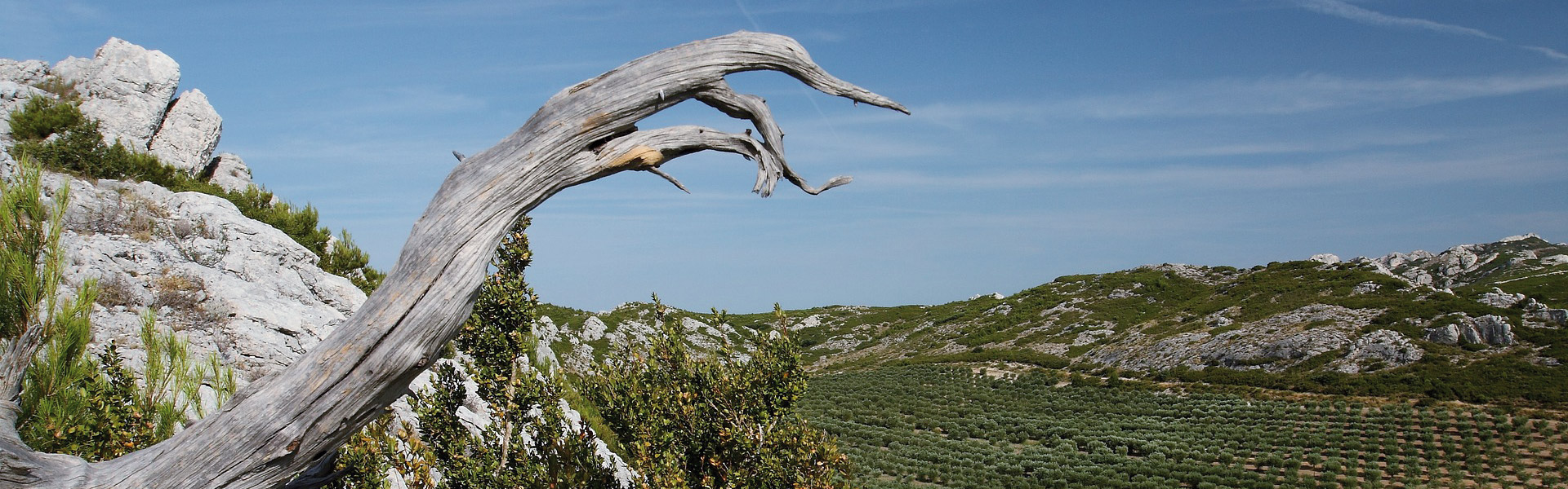 Les Alpilles Provence