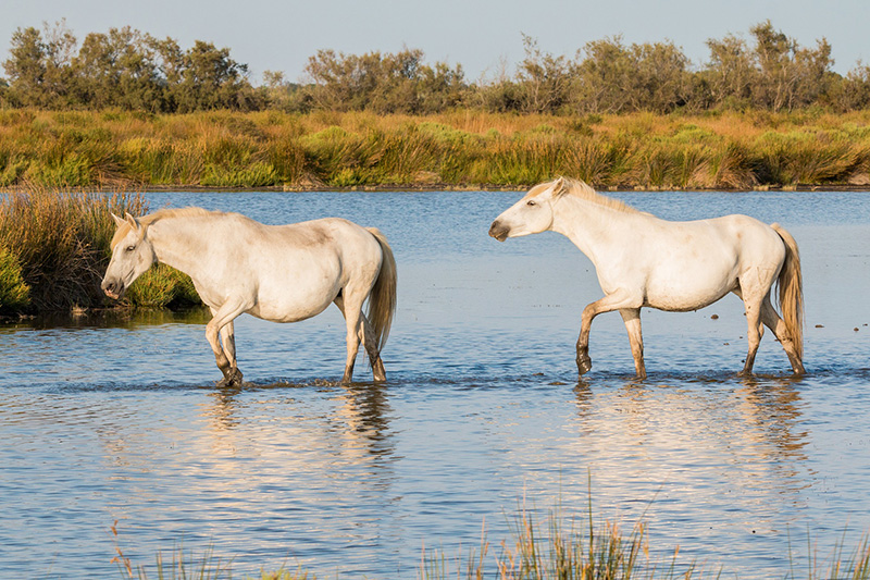 Chevaux en Camargue